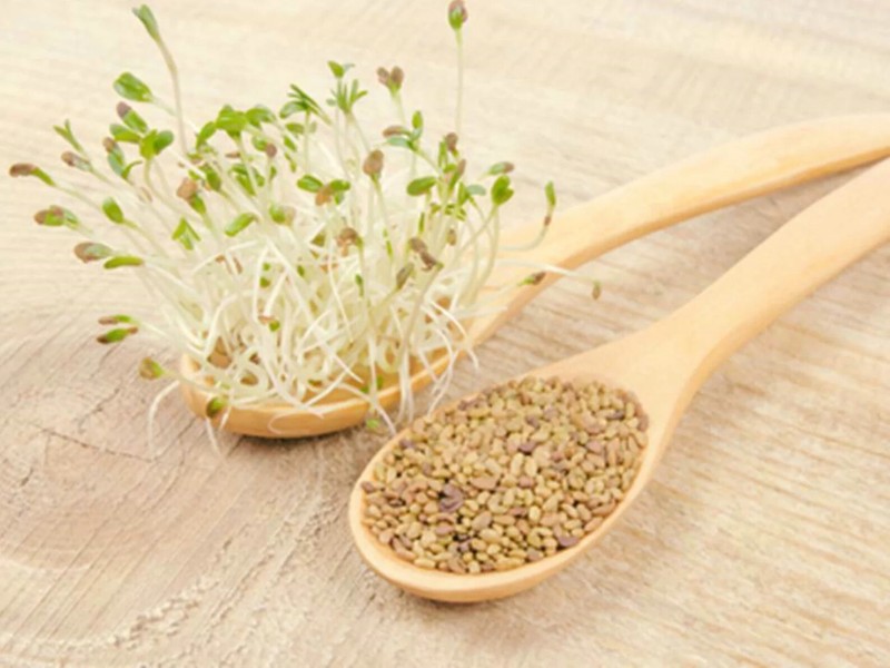 ALFALFA 150 SEEDS SPRING GARDEN MICROGREENS COVER CROP GREENS JUICING HEIRLOOM gallery