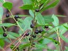Sparkleberry Tree {Vaccinium arboreum} 15+ Pre-Stratified seeds Fruiting Shrub gallery