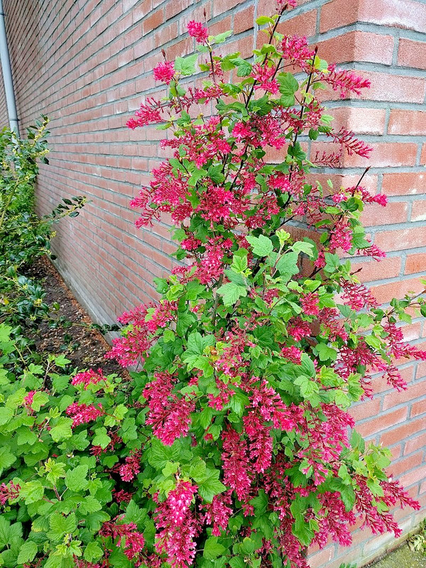 red flowering currant 500 seeds, tasty edible berries ribes sanguineum gallery