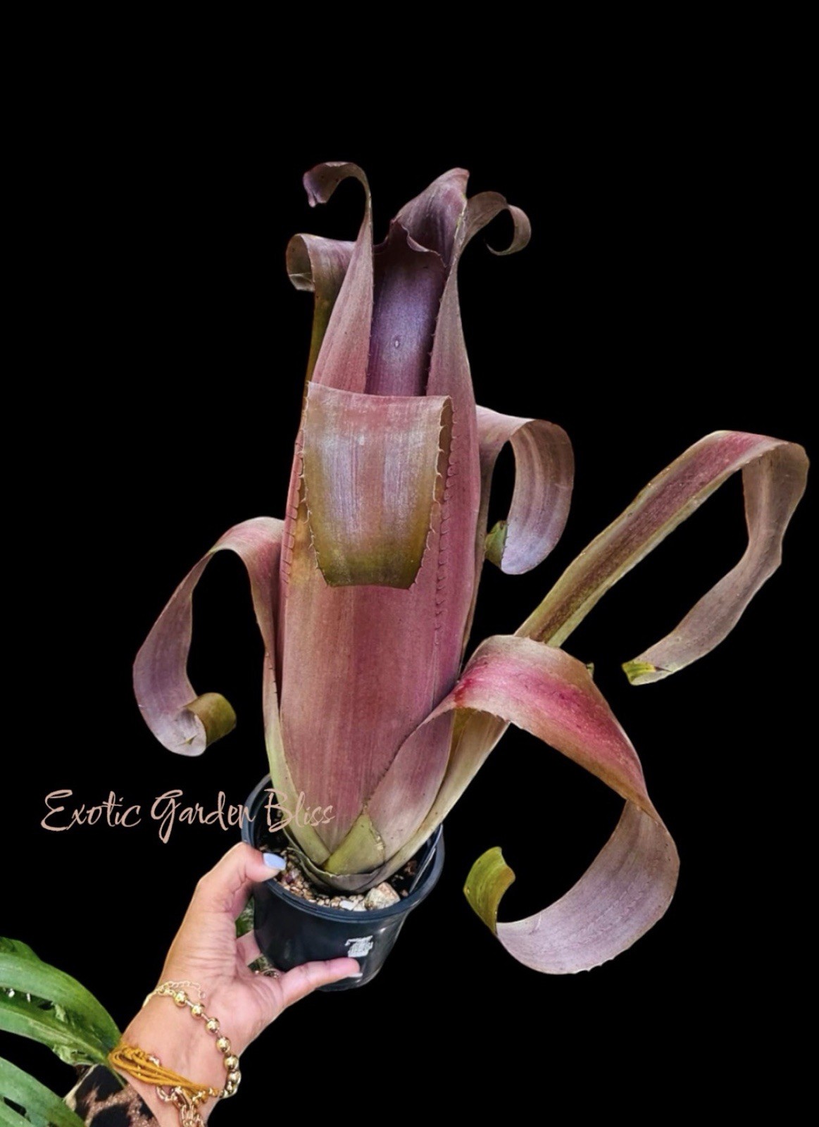 Aechmea bromeliifolia ‘Rubra’ – Rare Collector Bromeliad Offset Plant gallery