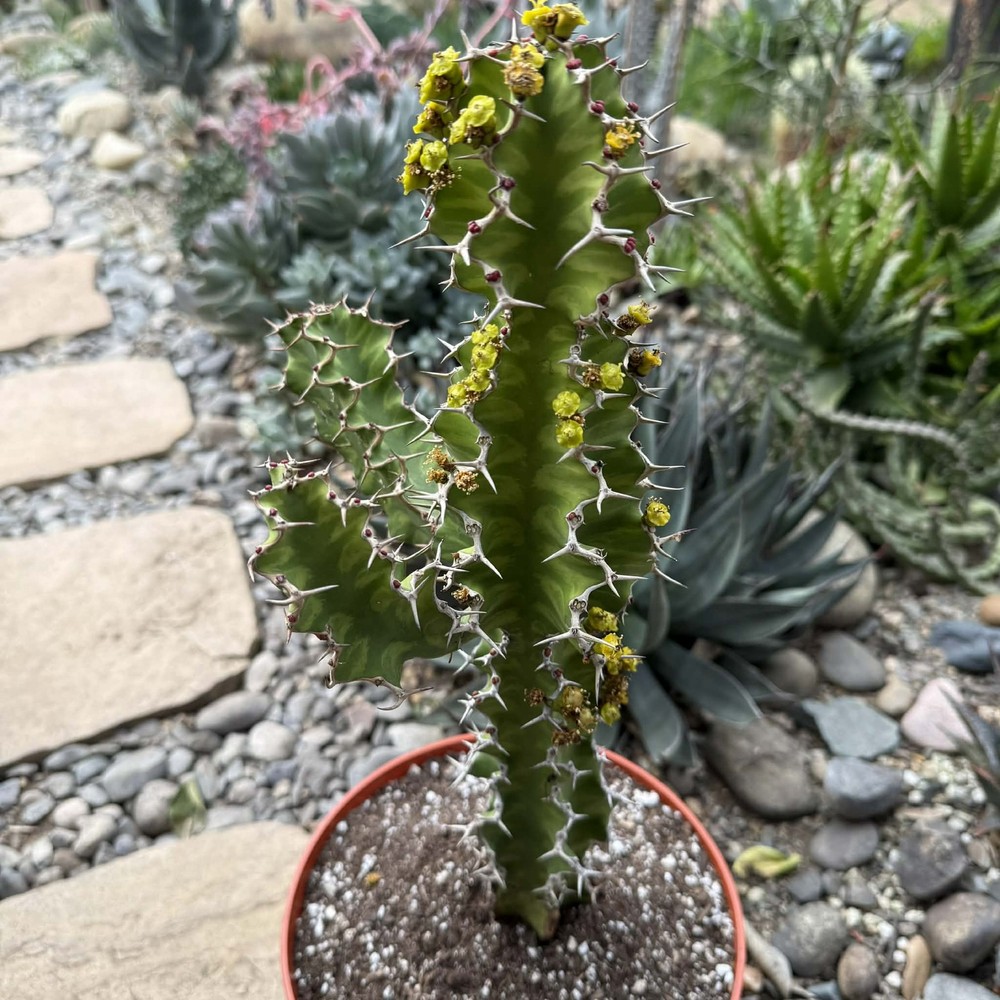 Euphorbia pseudocactus 'Zig Zag'