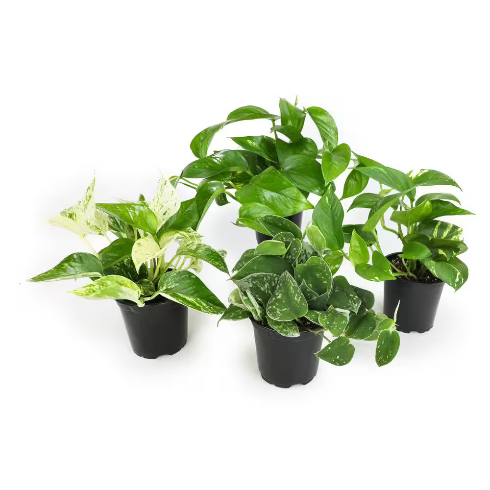 4.25 In. Pothos Asst (4-Pack) gallery