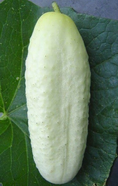 WHITE WONDER CUCUMBER SEEDS 50+ Vegetables COOKING culinary PICKLE FREE SHIPPING gallery