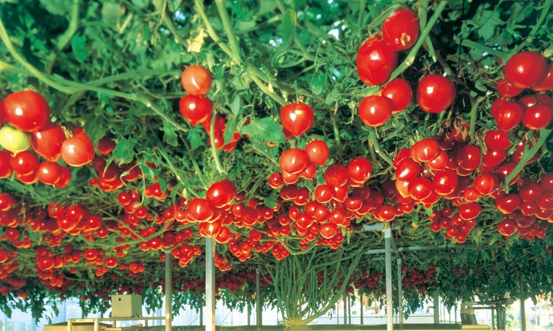 Seeds Tomato Tree Vegatable High Yield 30 kg Bush NON-GMO Organic Heirloom gallery