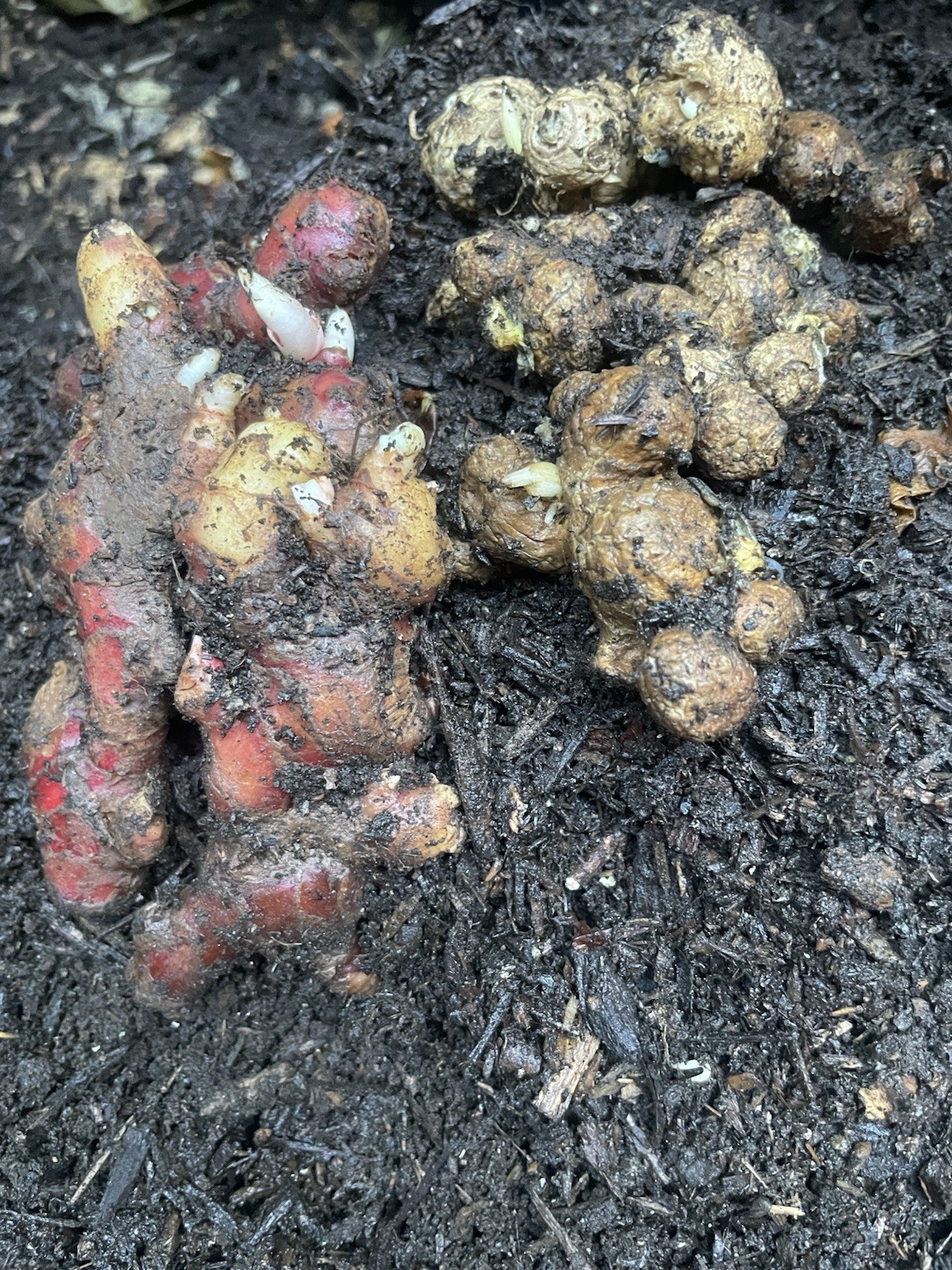 Sprouted 3 Roots Red Ginger 3 Roots Black Ginger For Planting And Cooking gallery