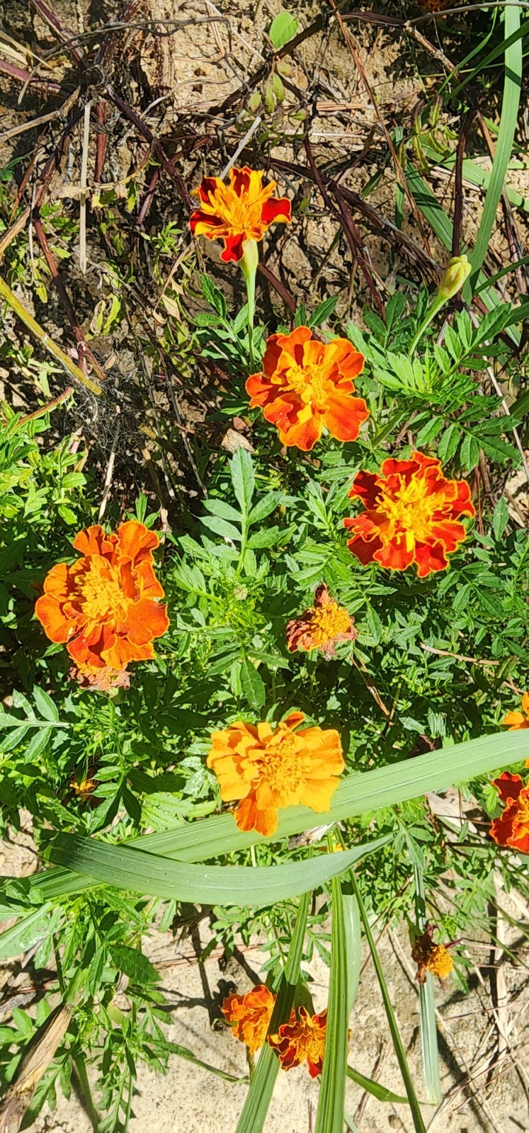French Marigold Sparky Mix, Beautiful Colors, Garden Pest Deterrent, FREE SHIP gallery