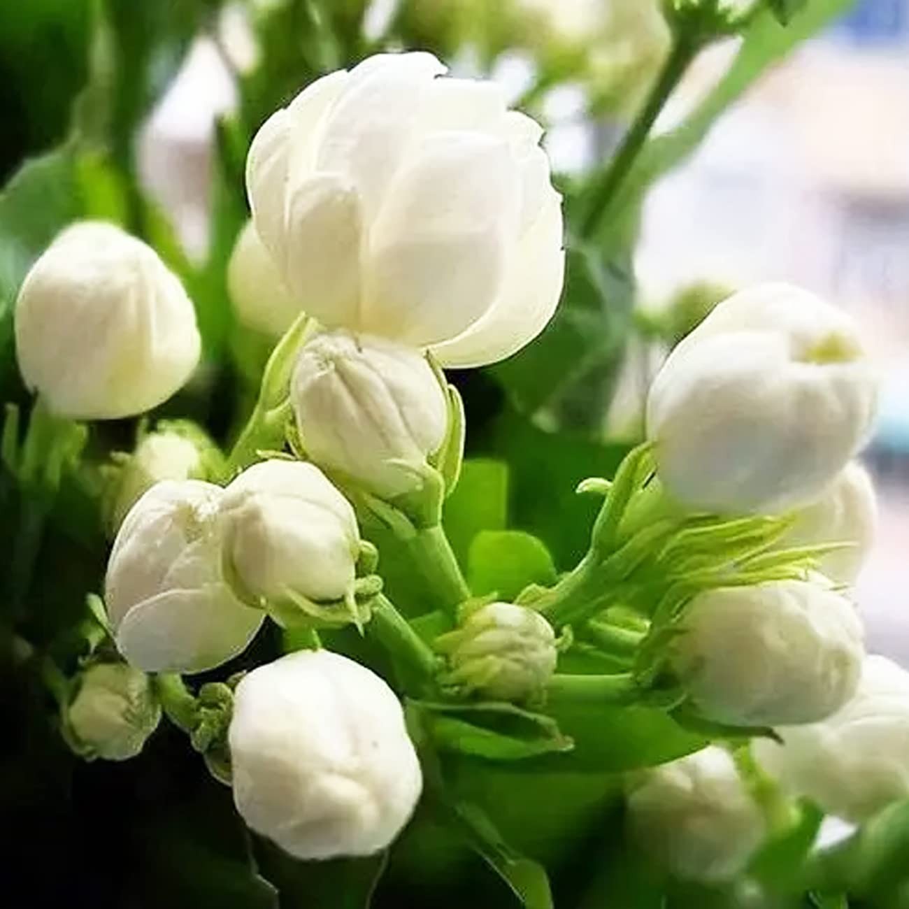 100+ Climbing Jasmine Flower Seeds Fragrant Plant for Planting Garden Home Four gallery