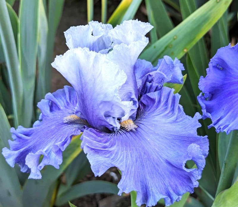 'Major Issue' ﻿ Tall Bearded Iris Rhizome PRE-SALE to Ship Aug/Sept gallery
