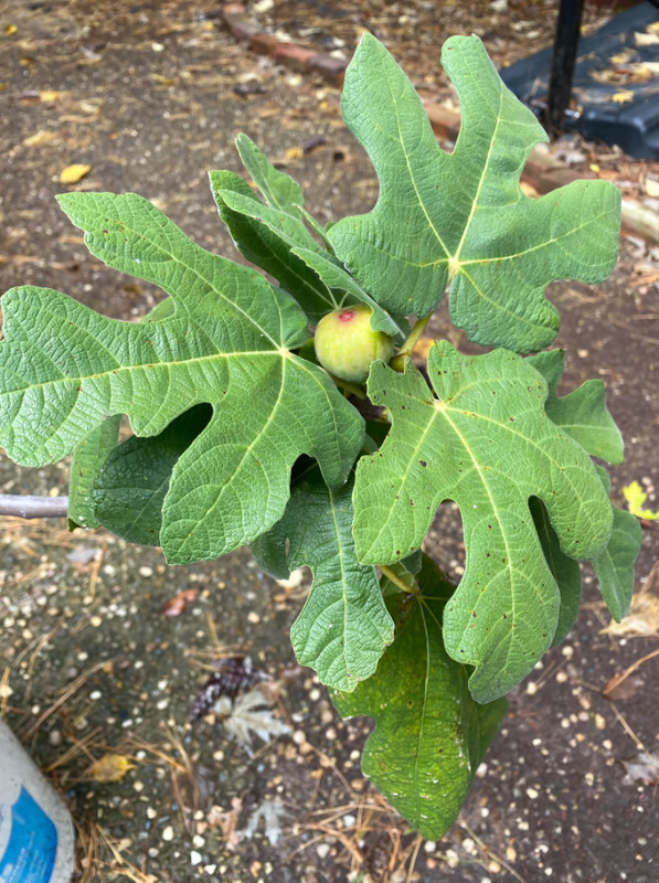 Live Celeste Fig Tree – Dwarf Sweet Brown Fig Variety – 4–6" Tall – Ships No Pot gallery