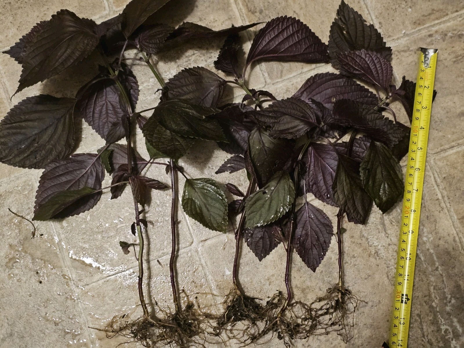 8 Purple Perilla Live plants Basil Beefsteak Japanese Flowers organic gallery