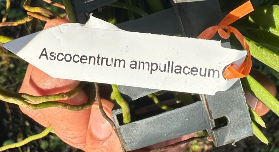 LOVELY COMPACT VANDA ORCHID SPECIES ampullacea BS 2 growth gallery