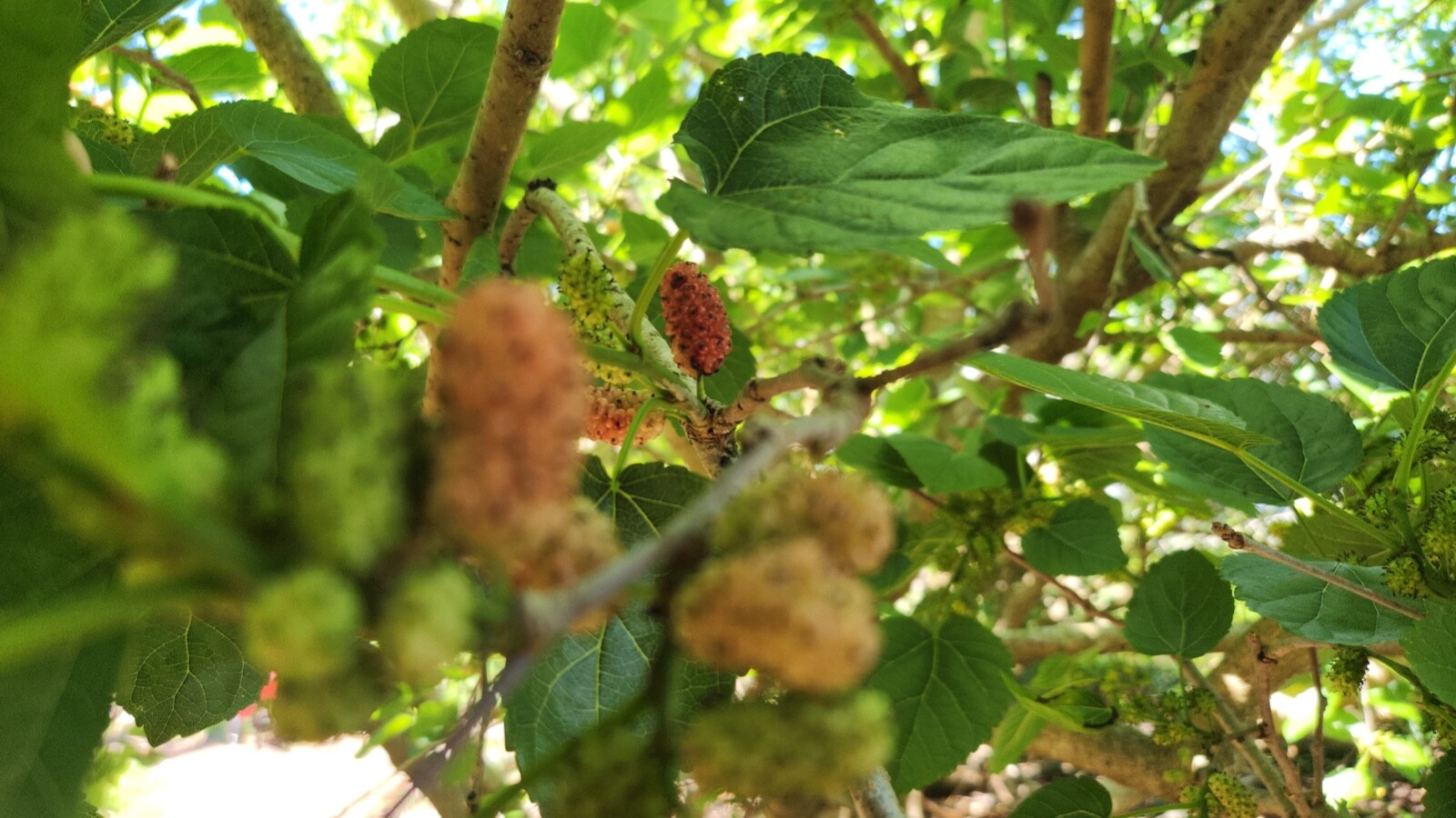 15 Assorted Size Mulberry Cuttings Dwarf Everbearing - Morus nigra gallery