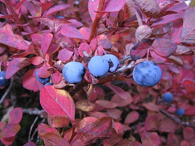 Vaccinium uliginosum | Alpine Blueberry | 10 Seeds gallery