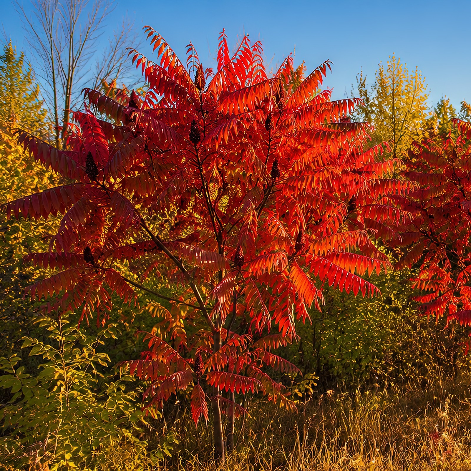 200 Winged Sumac Tree Seeds (Rhus copallinum) Flameleaf Sumac – Zones 4-9 USA gallery