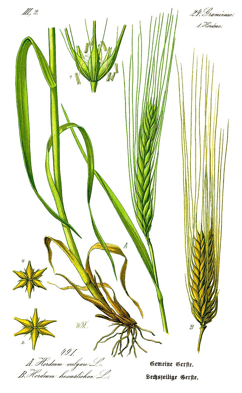 Barley Seeds (200) / ORGANIC / FLORIDA GROWN / CEREAL GRAIN gallery