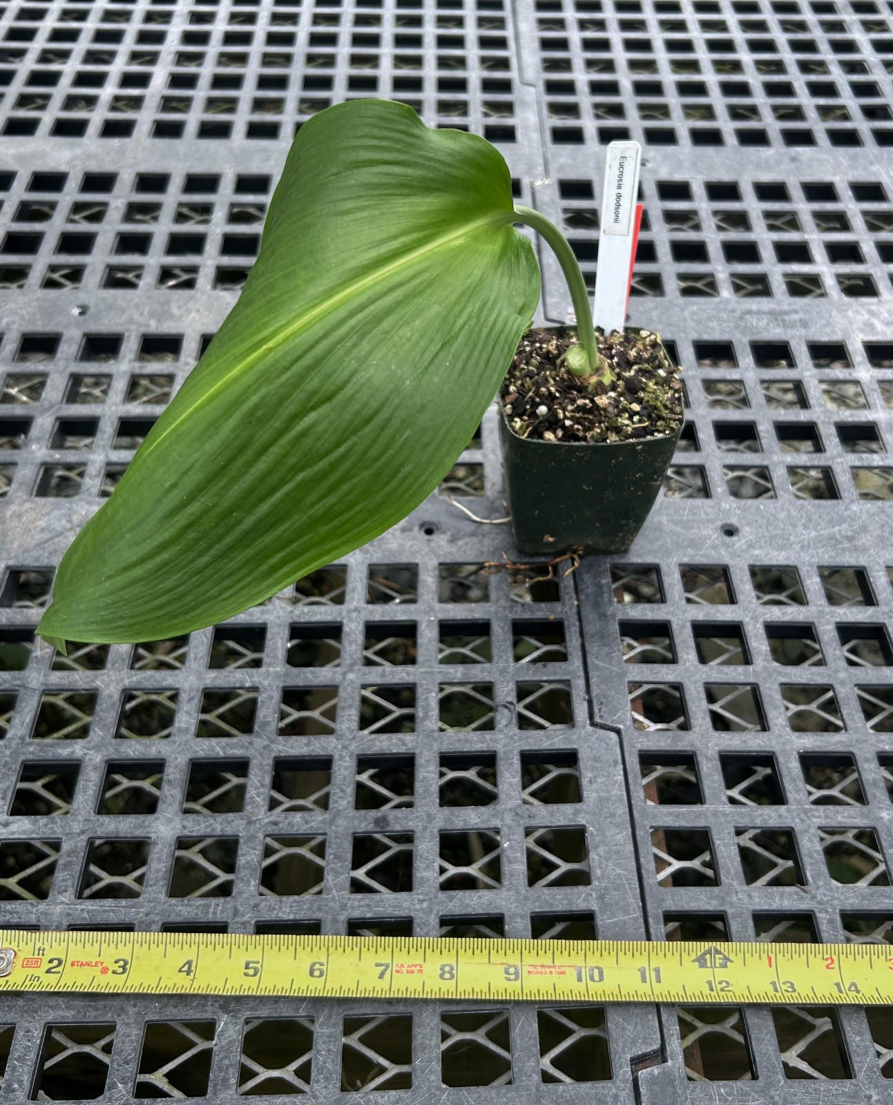 Eucrosia dodsonii -exceptionally nice, rare tropical flowering bulb from Ecuador gallery