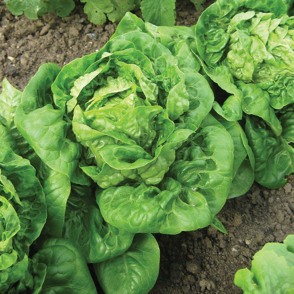 Little Gem Lettuce Seeds 600+ Mini Romaine NON-GMO USA SELLER FREE SHIPPING gallery