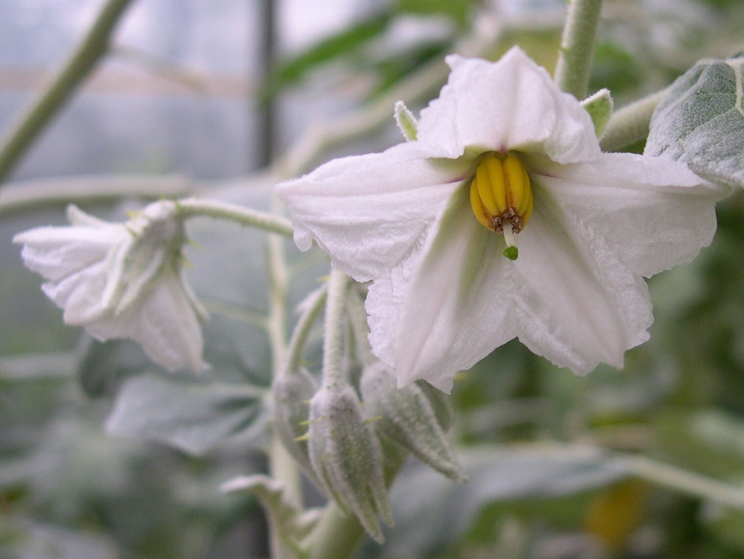Solanum marginatum | Purple African & White Margined Nightshade | 50_Seeds gallery