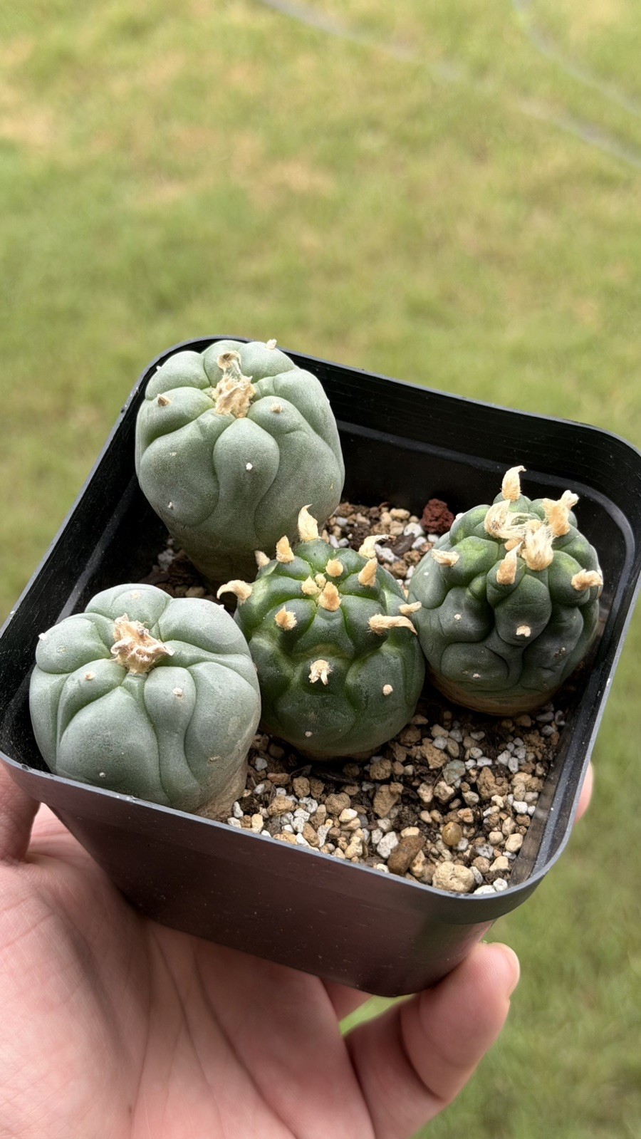 Ariocarpus Rare cactus succulents copiapoa live plant seed grown (SET OF 4) #9 gallery