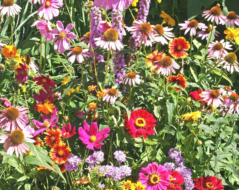 2001+POLLINATOR MIX Seeds 17 Native Wildflowers Annual Perennial Garden Easy gallery