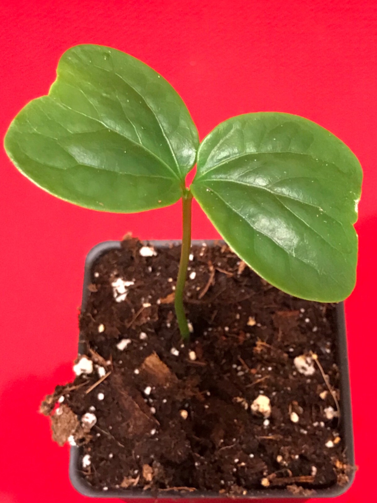 Burmese Grape Baccaurea Ramiflora Mafai Latkon Tropical Fruit Potted Tree Plant gallery