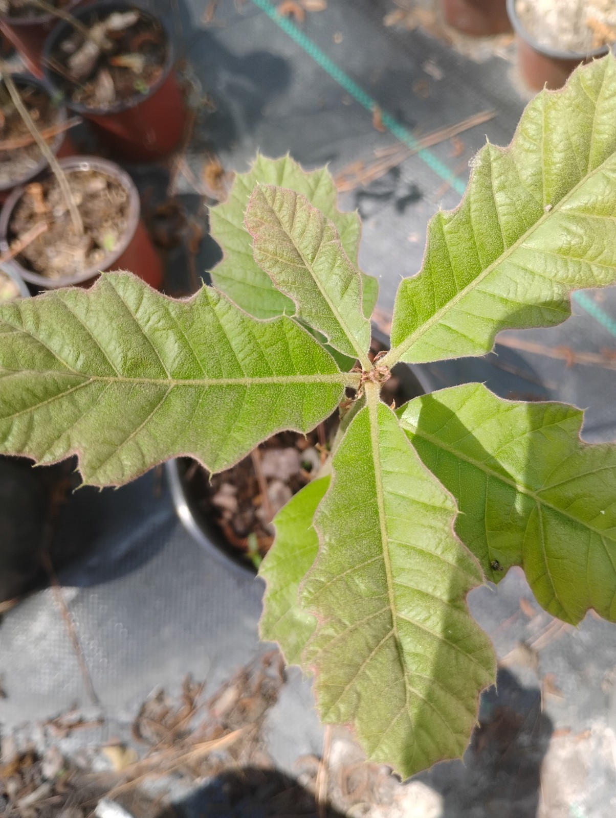 Black Oak Tree, 1 Gallon Pot. gallery