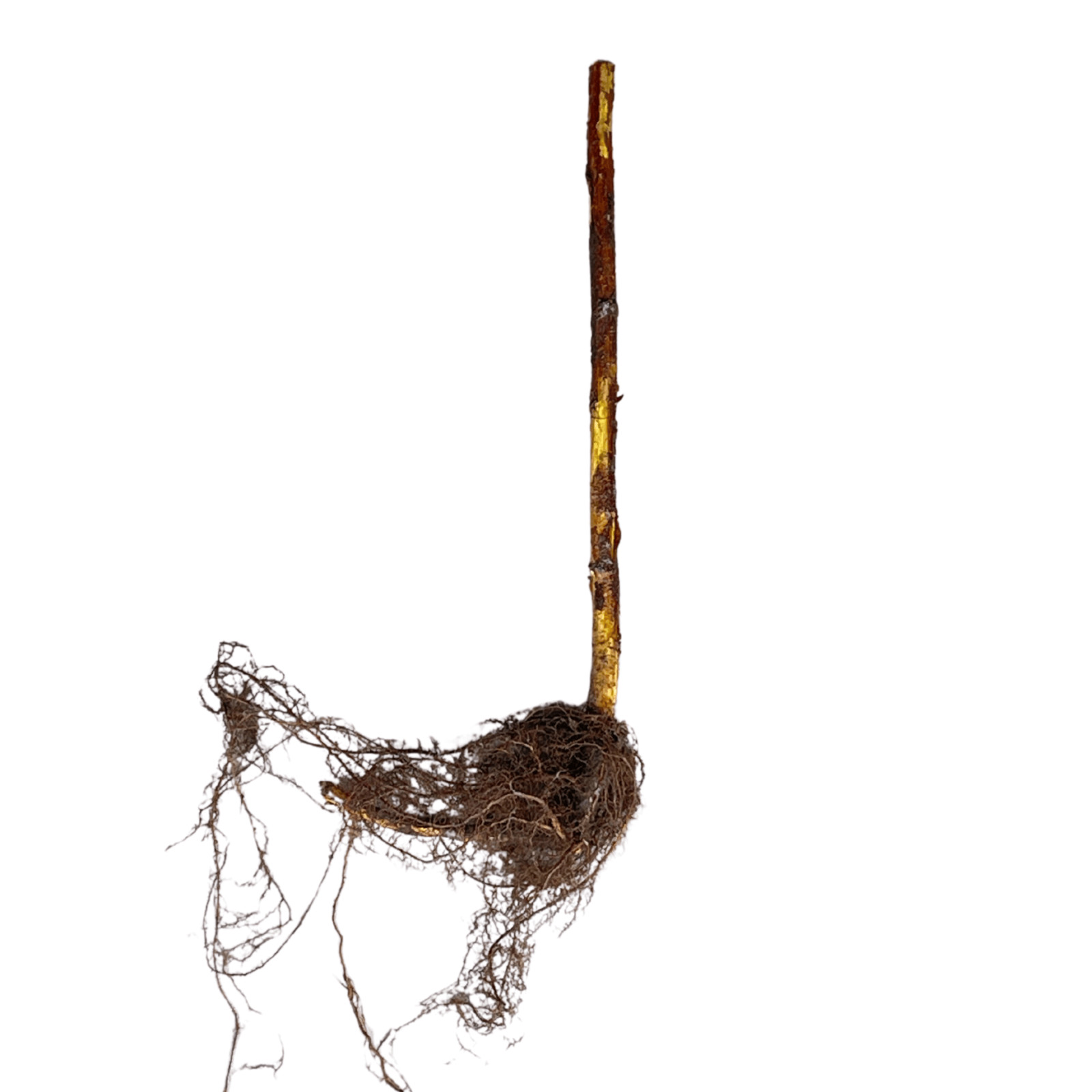 Hand Picked Nursery Boyne Raspberry Canes – Bare Root Canes, 1-Year-Old gallery
