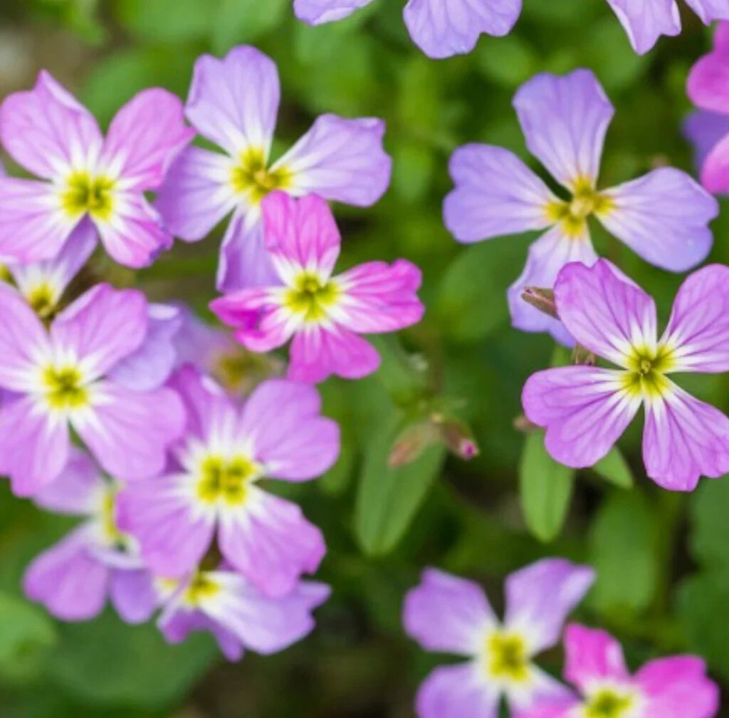 Virginia Stock Seeds, Malcolmia maritima, Beautiful Colorful Blooms, FREE SHIP gallery