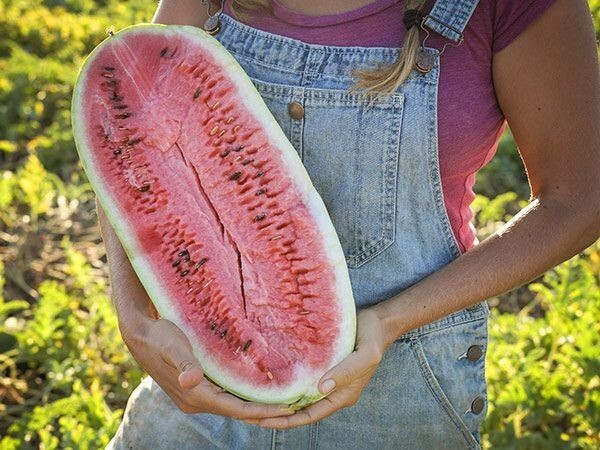 100+ CHARLESTON GREY WATERMELON SEEDS - Heirloom - Organic - NON GMO ----- GIANT