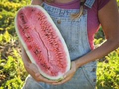 100+ CHARLESTON GREY WATERMELON SEEDS – Heirloom – Organic – NON GMO —– GIANT
