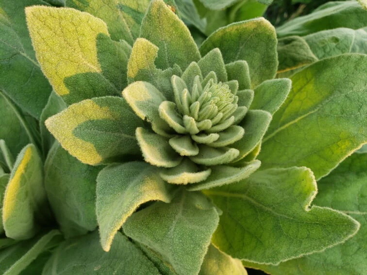 Common Mullein Seed ~ Verbascum thapsus ~ 300 to 200,000 seeds ~ 4 ounce bulk gallery