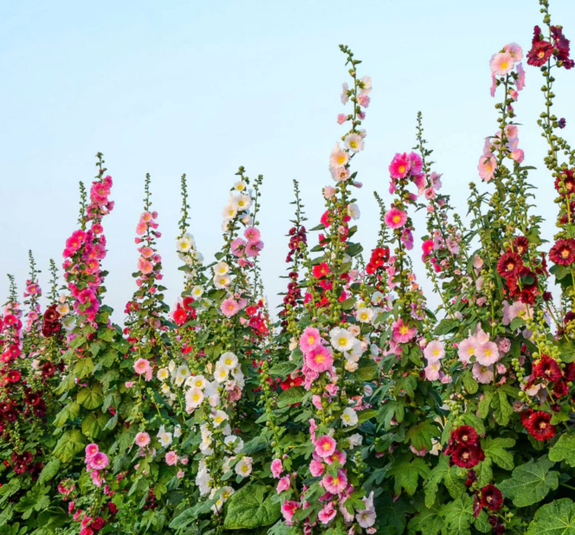 4lb Hollyhock Flower Seeds "Single Mixed" Alcea Rosea Beautiful Cottage Garden gallery