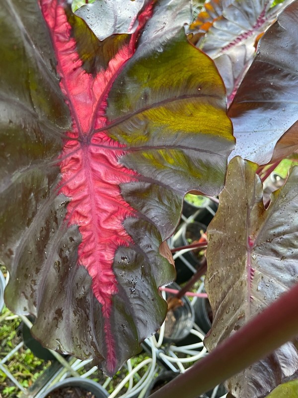 Colocasia Redemption / Elephant Ear – Large 1 Gallon Size - Largest on eBay!! gallery