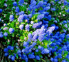 Ceanothus CALIFORNIA LILAC 3 Unrooted 6" Live Flower Plant Cuttings Shrub Bush gallery