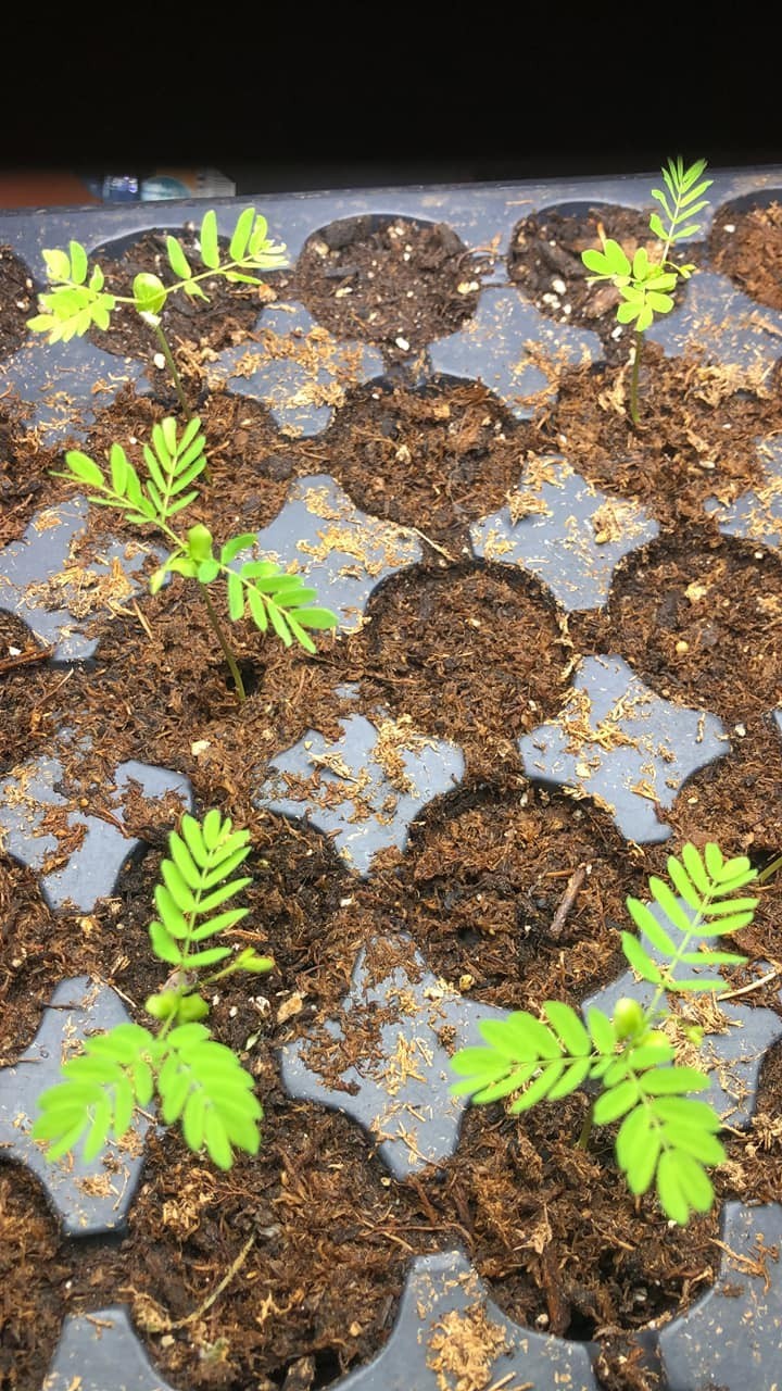20 Brazilian Rain Tree Seeds | Pithecellobium tortum | Rare Bonsai Seeds gallery
