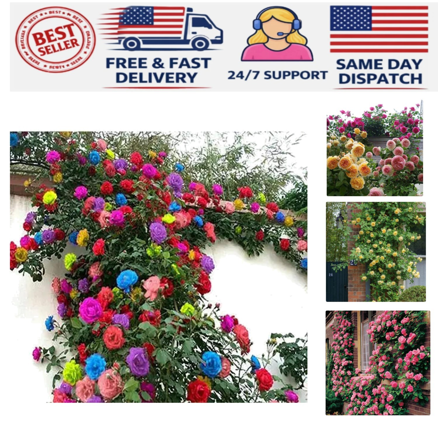 200+ Heirloom Climbing Rose Seeds for Stunning Gardens - Long-Blooming Beauty gallery