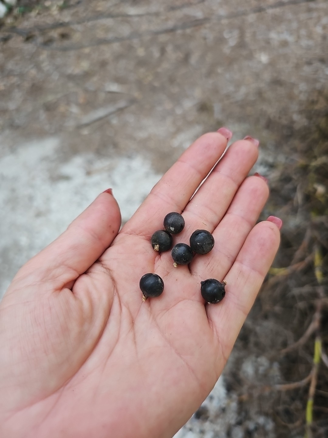 SABAL PALMETTO Cabbage Palm 50 Tree Seeds Florida Native Grown Palms gallery