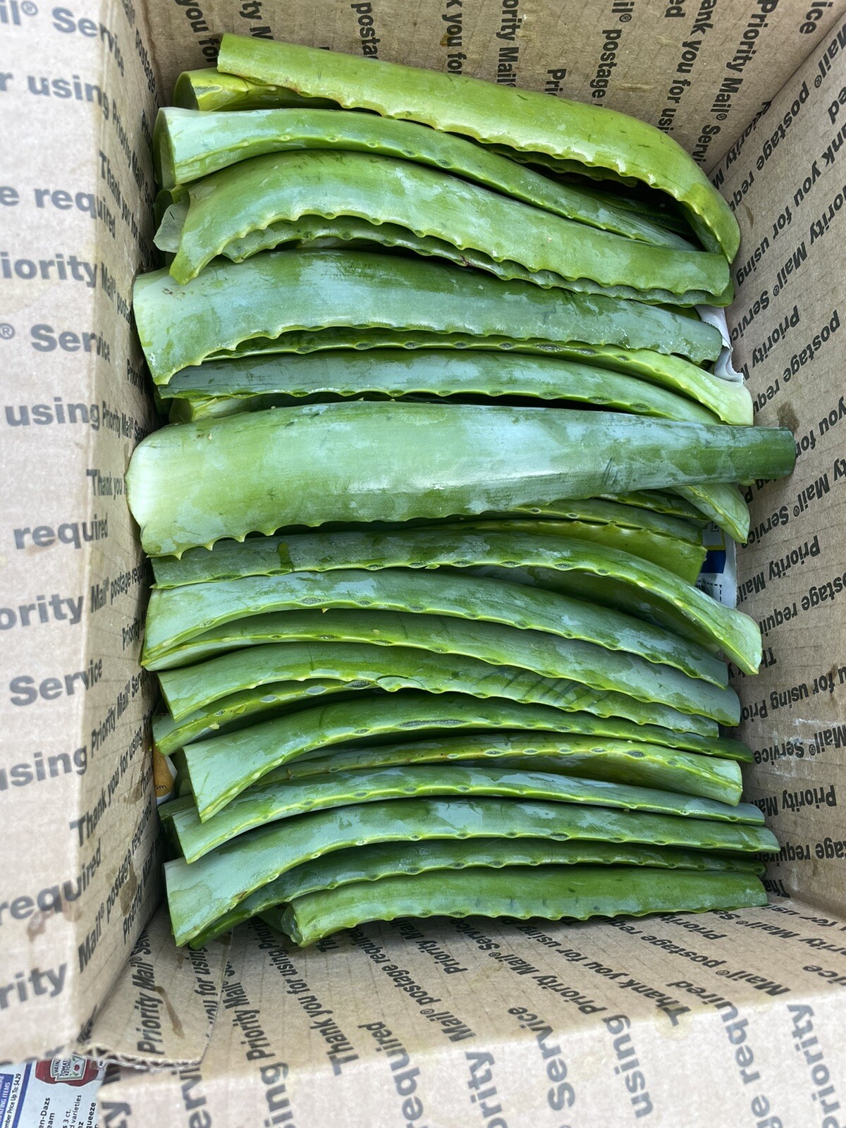 1Box 11”*8”*5” Aloe Arborescens Leaves, Organic,Medicinal/Skin/Hair/ 8lb+ gallery
