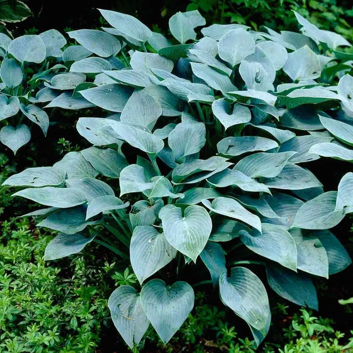 Hosta 'Halcyon' blue-green gallery