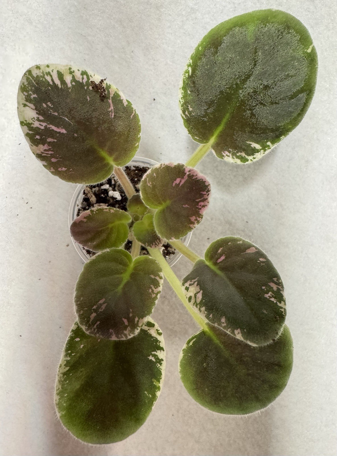 African Violet Picasso Starter gallery