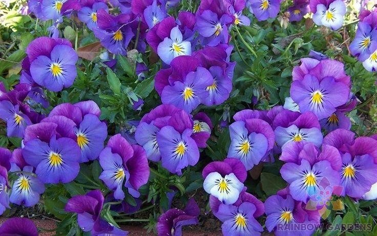 200+ Spreading Plentifall Lavender Blue Pansy (Viola) Seeds - FREE SHIPPING! gallery