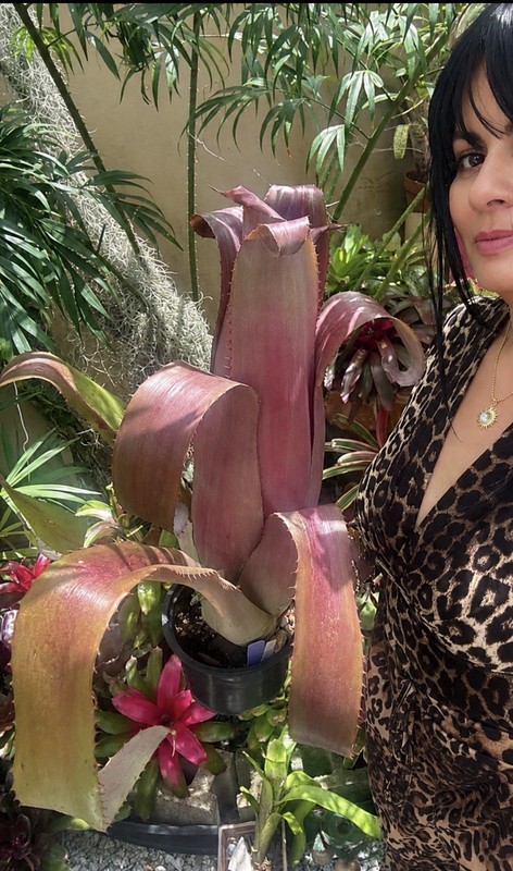 Aechmea bromeliifolia ‘Rubra’ – Rare Collector Bromeliad Offset Plant gallery