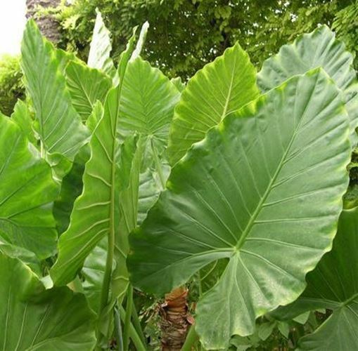 Alocasia - Calidora gallery