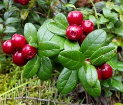 LINGONBERRY Vaccinium Vitis-idaea - 250 Bulk Seeds gallery