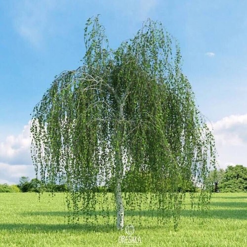 Weeping White Birch Tree - 1 Gram (500+ Seeds) 2023 - Yellow Leaves White Bark gallery