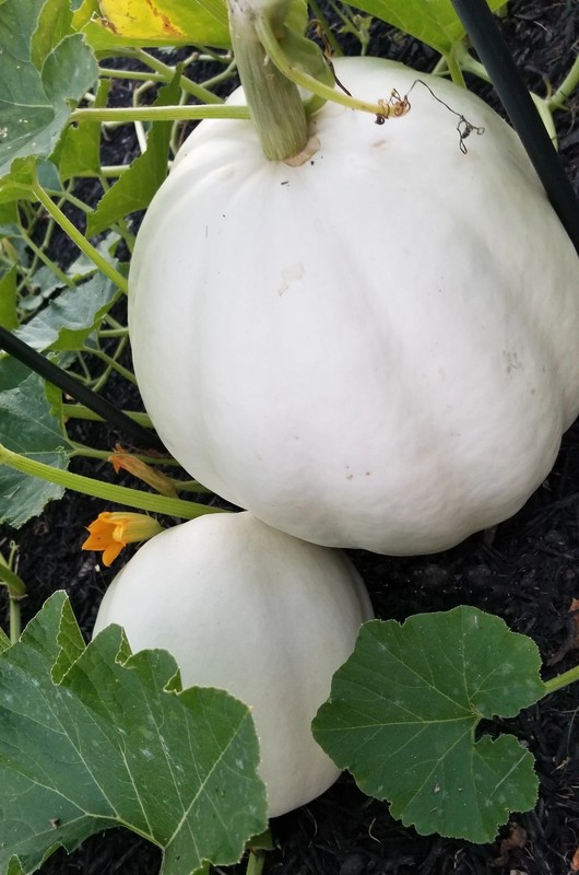 Casper White Pumpkin Seeds | Ghost Queen Lumina Polar Bear Pumpkins Seed 2024 gallery