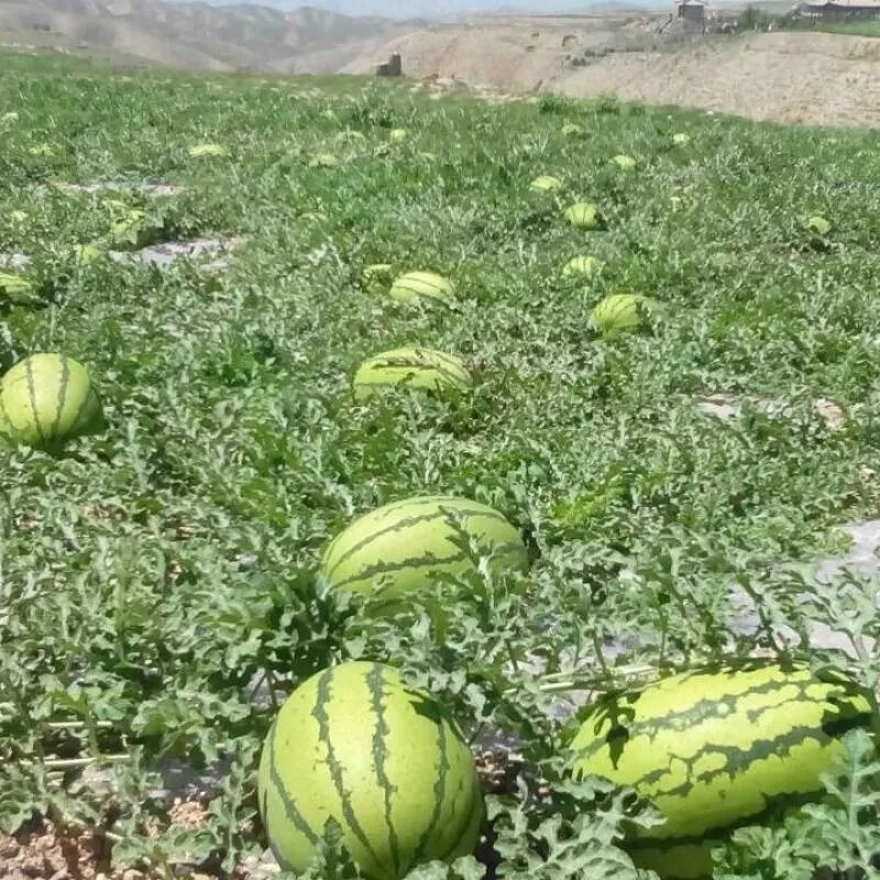 Giant Red Watermelon Seeds gallery