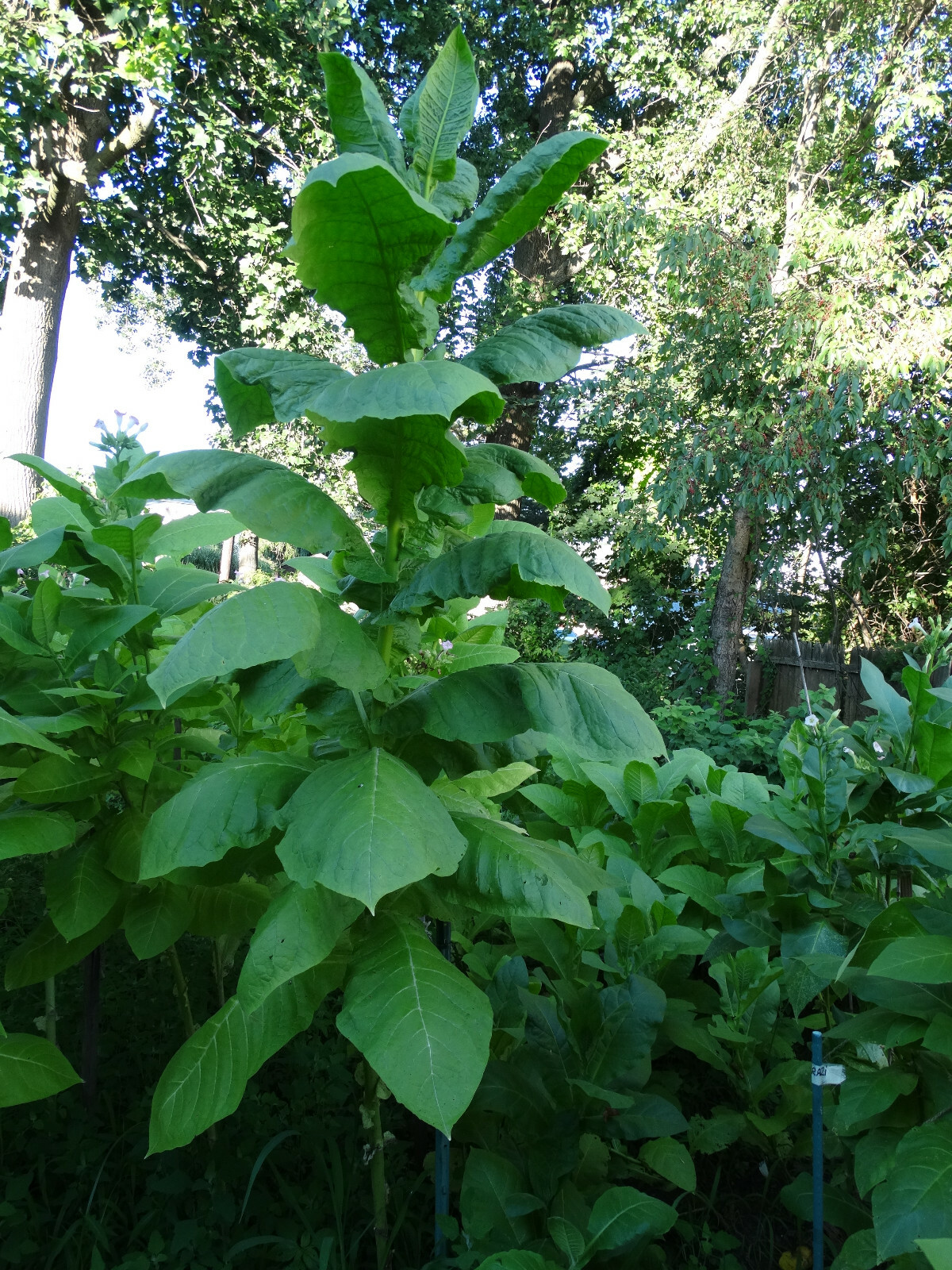 VERY RARE HARMANLI ORIENTAL AROMATIC TOBACCO 2000+ SEEDS 0.2GRAM FRESH 2023 CROP gallery