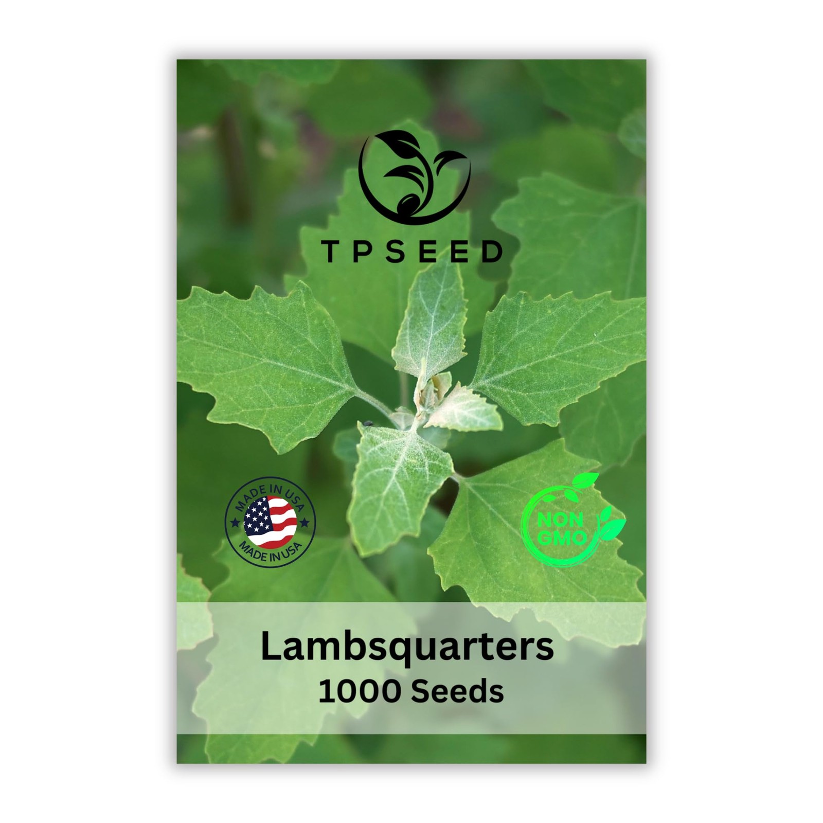 Lambs Quarters Seed for Planting - Ideal for Medicinal Planting - Herb Garden... gallery