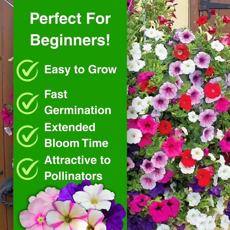 5000+ Petunia Seeds - Mixed Rainbow Color, Bonsai, Grandiflora Flowers, 1500 mg gallery